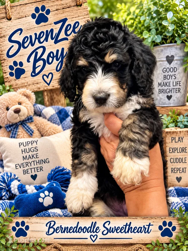 SevenZee – Bernedoodle puppy for sale in Fort Worth, TX