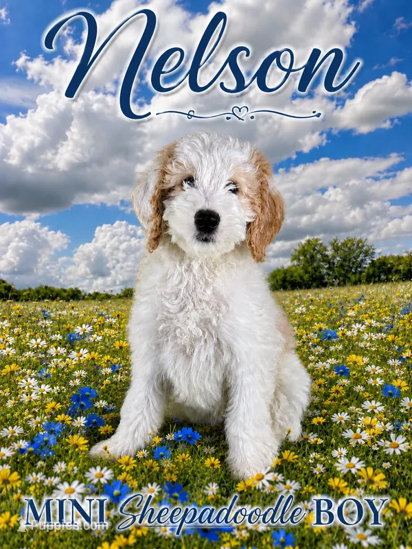 NELSON BOY (MINI) – Sheepadoodle puppy for sale in Fort Worth, TX