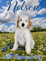 NELSON BOY (MINI), a male Sheepadoodle for sale in Fort Worth, TX – 2 of 9