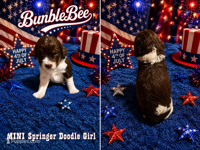 MINI BumbleBee Girl – Springer Doodle puppy for sale in Fort Worth, TX