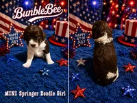 MINI BumbleBee Girl, a female Springer Doodle for sale in Fort Worth, TX – 4 of 5