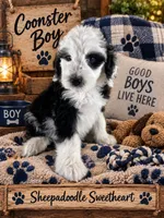 COONSTER, a male Sheepadoodle for sale in Fort Worth, TX – 5 of 7
