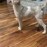 MINI - SPRINGER DOODLES, a  Springer Doodle for sale in Fort Worth, TX – Photo 4 of 4