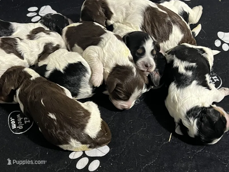 MINI - SPRINGER DOODLES