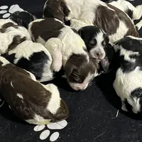 MINI - SPRINGER DOODLES, a  Springer Doodle for sale in Fort Worth, TX – Photo 1 of 4