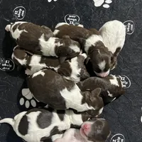 MINI - SPRINGER DOODLES, a  Springer Doodle for sale in Fort Worth, TX – Photo 2 of 4