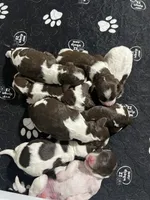 MINI - SPRINGER DOODLES, a male Springer Doodle for sale in Fort Worth, TX – Photo 2 of 4