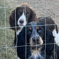 MINI - SPRINGER DOODLES, a  Springer Doodle for sale in Fort Worth, TX – Photo 3 of 4