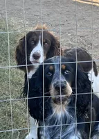 MINI - SPRINGER DOODLES, a male Springer Doodle for sale in Fort Worth, TX – Photo 3 of 4