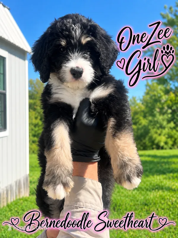 OneZee – Bernedoodle puppy for sale in Fort Worth, TX