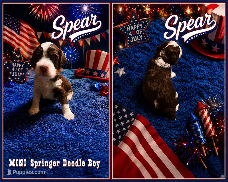 MINI Spear Boy – Springer Doodle puppy for sale in Fort Worth, TX