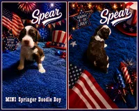 MINI Spear Boy, a male Springer Doodle for sale in Fort Worth, TX – 4 of 5