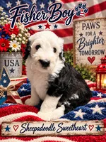 FISHER, a male Sheepadoodle for sale in Fort Worth, TX – 1 of 2