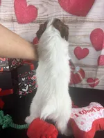 #4 GIRL, a female Jack Russell Terrier and Poodle - Miniature  for sale in Fort Worth, TX – Photo 3 of 4