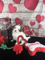 #4 GIRL, a female Jack Russell Terrier and Poodle - Miniature  for sale in Fort Worth, TX – Photo 4 of 4