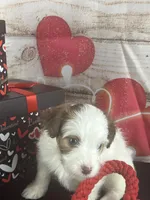 #4 GIRL, a female Jack Russell Terrier and Poodle - Miniature  for sale in Fort Worth, TX – Photo 2 of 4