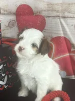 #4 GIRL, a female Jack Russell Terrier and Poodle - Miniature  for sale in Fort Worth, TX – Photo 1 of 4