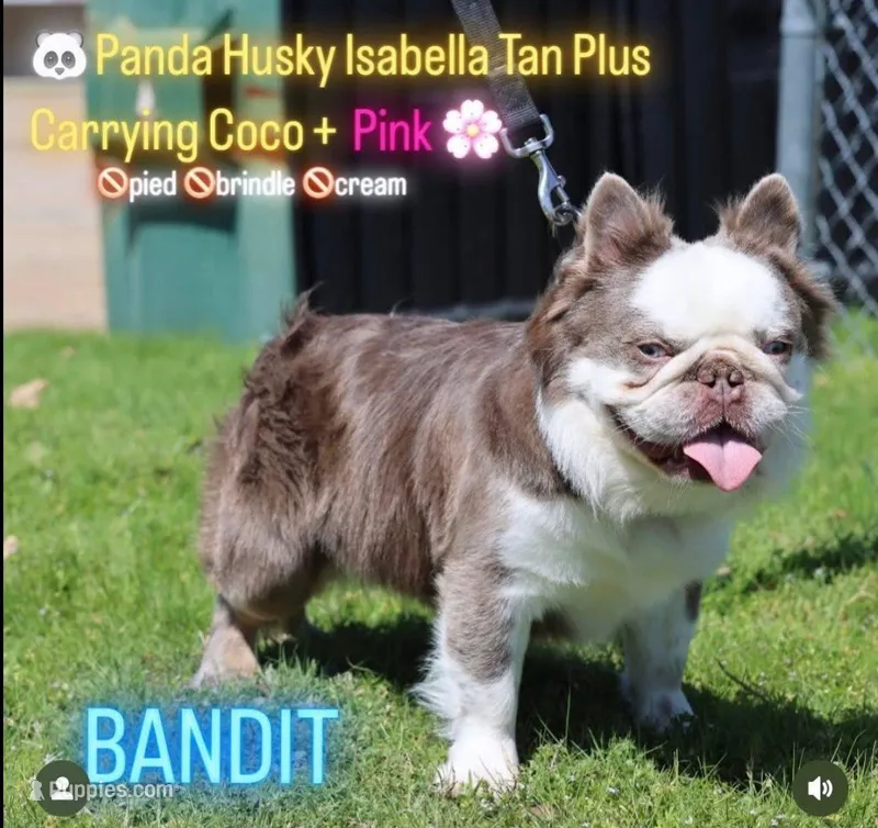 PUPPIES COMING SOON!