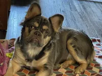 PUPPIES COMING SOON!, a male French Bulldog for sale in Fort Worth, TX – Photo 2 of 2