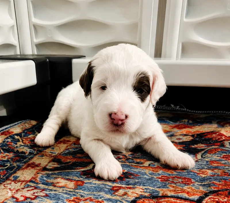 CONLEE GIRL (MINI) – Sheepadoodle puppy for sale in Fort Worth, TX