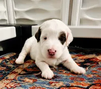 CONLEE GIRL (MINI), a female Sheepadoodle for sale in Fort Worth, TX – 1 of 1