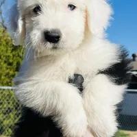 RICH BOY (2 Blue Eyes), a male Old English Sheepdog for sale in Fort Worth, TX – Photo 9 of 10