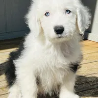 RICH BOY (2 Blue Eyes), a male Old English Sheepdog for sale in Fort Worth, TX – Photo 6 of 10