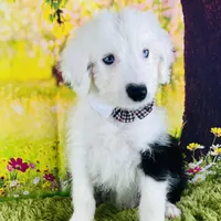 RICH BOY (2 Blue Eyes), a male Old English Sheepdog for sale in Fort Worth, TX – Photo 3 of 10