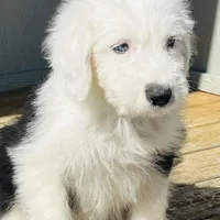 RICH BOY (2 Blue Eyes), a male Old English Sheepdog for sale in Fort Worth, TX – Photo 7 of 10