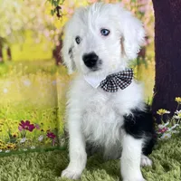 RICH BOY (2 Blue Eyes), a male Old English Sheepdog for sale in Fort Worth, TX – Photo 2 of 10