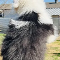 RICH BOY (2 Blue Eyes), a male Old English Sheepdog for sale in Fort Worth, TX – Photo 10 of 10