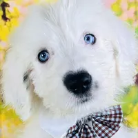 RICH BOY (2 Blue Eyes), a male Old English Sheepdog for sale in Fort Worth, TX – Photo 5 of 10