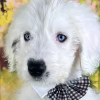 RICH BOY (2 Blue Eyes), a male Old English Sheepdog for sale in Fort Worth, TX – Photo 4 of 10