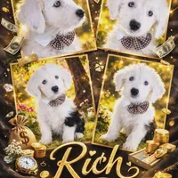 RICH BOY (2 Blue Eyes), a male Old English Sheepdog for sale in Fort Worth, TX – Photo 1 of 10