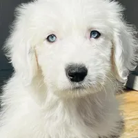 RICH BOY (2 Blue Eyes), a male Old English Sheepdog for sale in Fort Worth, TX – Photo 8 of 10