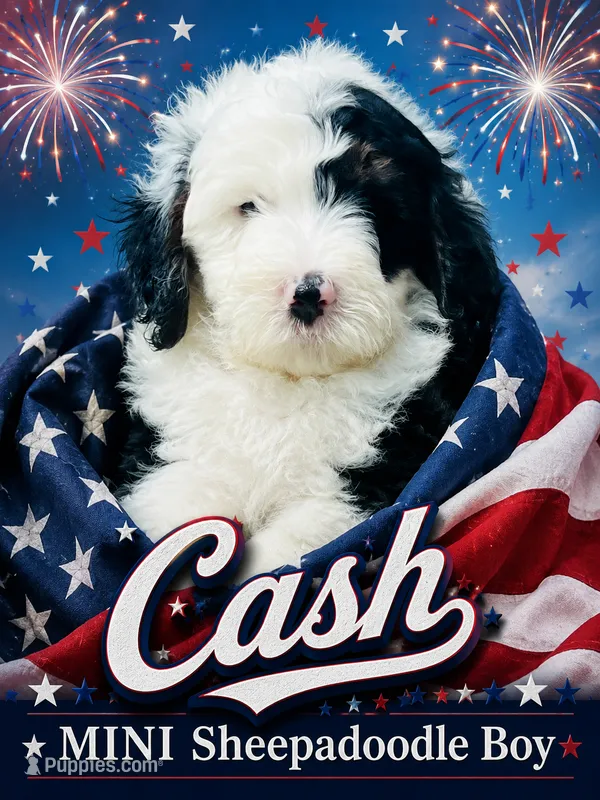CASH BOY (MINI) – Sheepadoodle puppy on hold in Fort Worth, TX