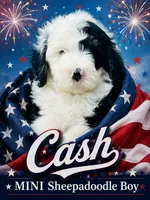 CASH BOY (MINI), a male Sheepadoodle for sale in Fort Worth, TX – 2 of 8