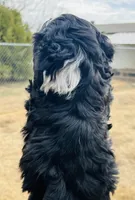 #8 BOY, a male Miniature Bernedoodle for sale in Fort Worth, TX – Photo 7 of 7