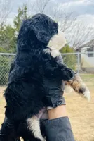 #8 BOY, a male Miniature Bernedoodle for sale in Fort Worth, TX – Photo 5 of 7