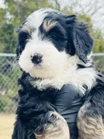#8 BOY, a male Miniature Bernedoodle for sale in Fort Worth, TX – Photo 6 of 7