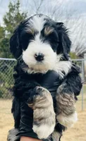 #8 BOY, a male Miniature Bernedoodle for sale in Fort Worth, TX – Photo 3 of 7