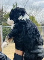 #8 BOY, a male Miniature Bernedoodle for sale in Fort Worth, TX – Photo 4 of 7