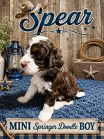 MINI Spear Boy, a male Springer Doodle for sale in Fort Worth, TX – 3 of 5