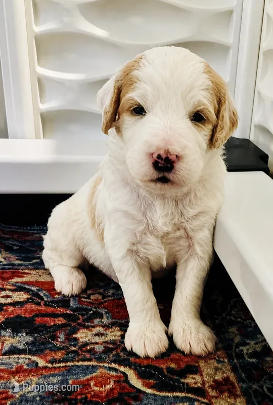 NELSON BOY (MINI) – Sheepadoodle puppy for sale in Fort Worth, TX