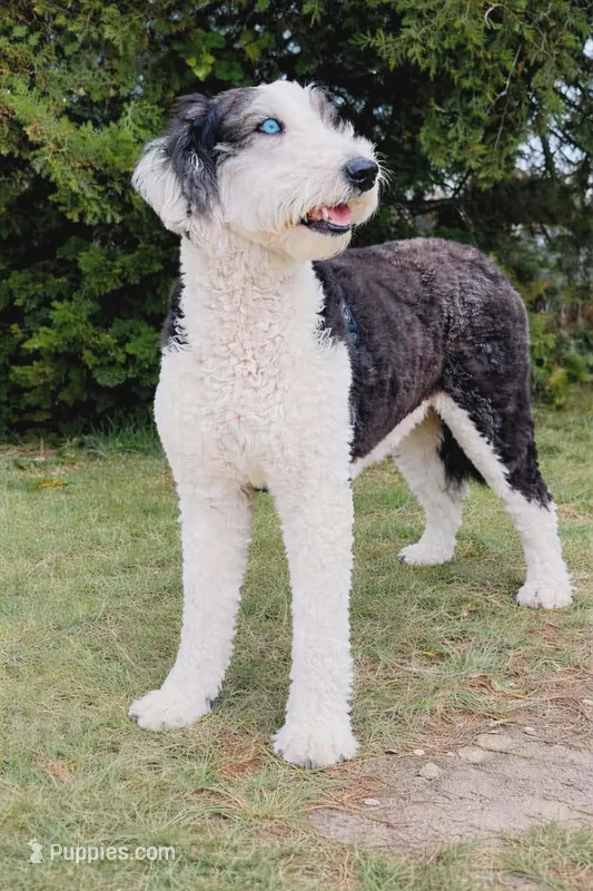 MINI F1B SHEEPADOODLES – Sheepadoodle puppy for sale in Fort Worth, TX