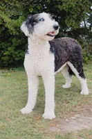 MINI F1B SHEEPADOODLES, a  Sheepadoodle for sale in Fort Worth, TX – Photo 1 of 2