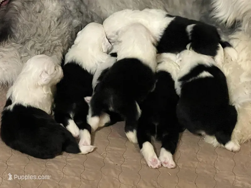 MINI F1B SHEEPADOODLES