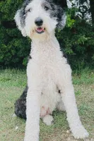 MINI F1B SHEEPADOODLES, a  Sheepadoodle for sale in Fort Worth, TX – Photo 2 of 2