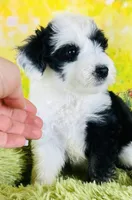 Rocker Boy, a male Sheepadoodle for sale in Fort Worth, TX – Photo 5 of 6