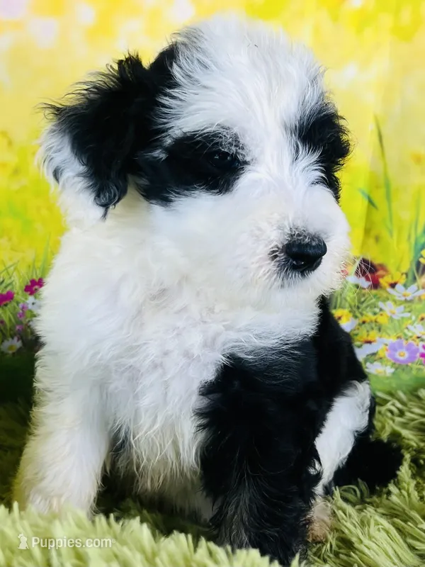 Rocker Boy – Sheepadoodle puppy for sale in Fort Worth, TX